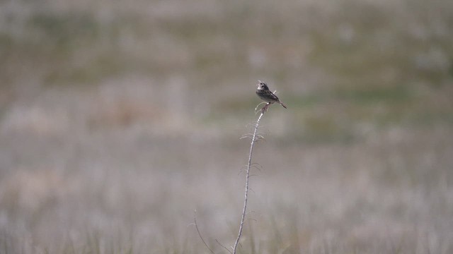 Chingolo Saltamontes - ML619969094