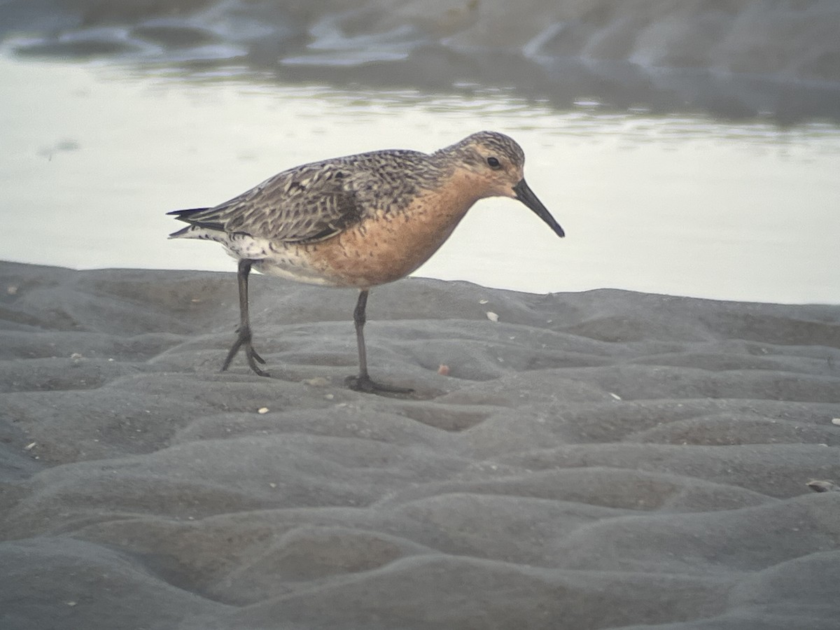 Red Knot - ML619969101