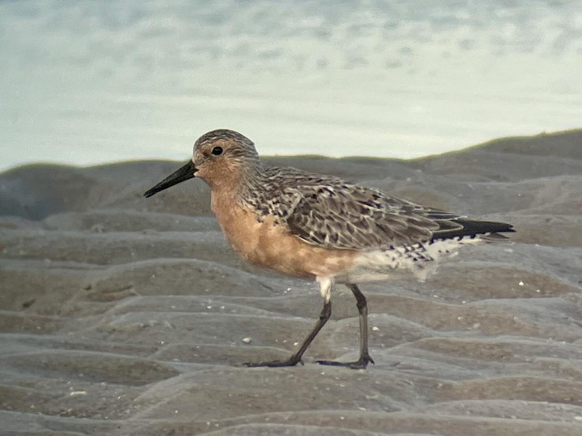 Red Knot - ML619969102