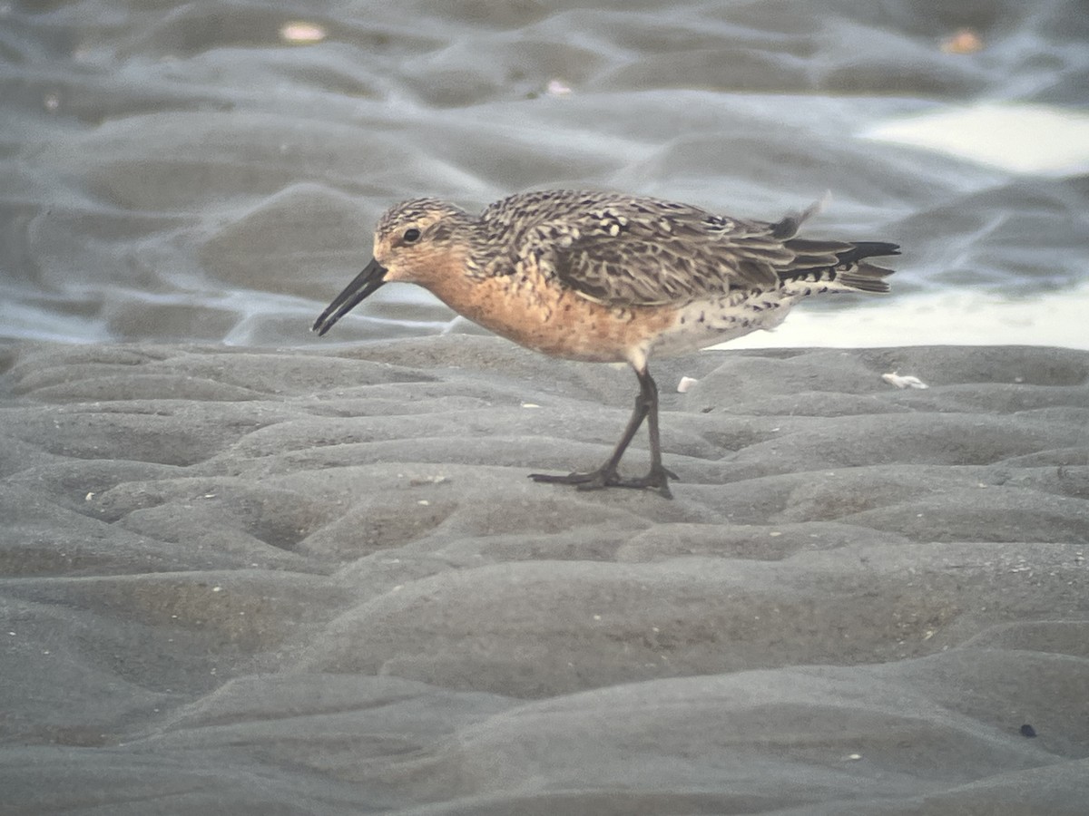 Red Knot - ML619969104