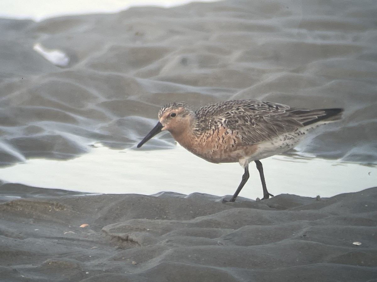 Red Knot - ML619969105