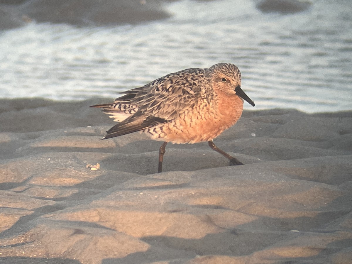 Red Knot - ML619969106