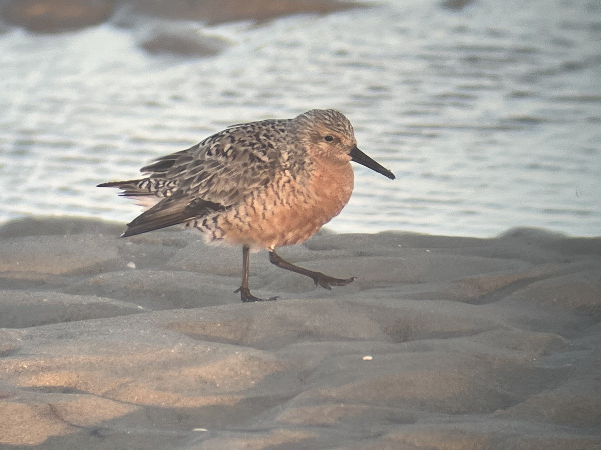 Red Knot - ML619969107