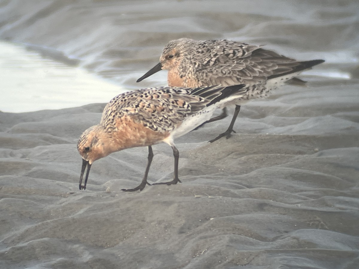 Red Knot - ML619969108