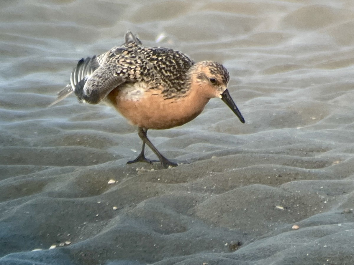Red Knot - ML619969109