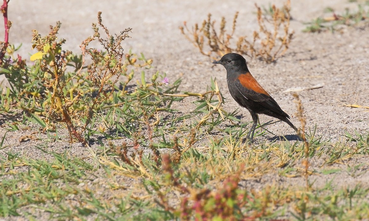 Patagoniensporntyrann - ML619969115