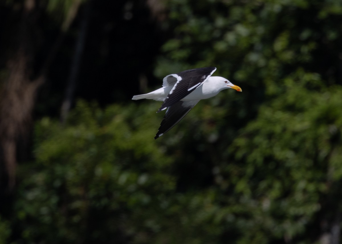 Kelp Gull (dominicanus) - ML619969116