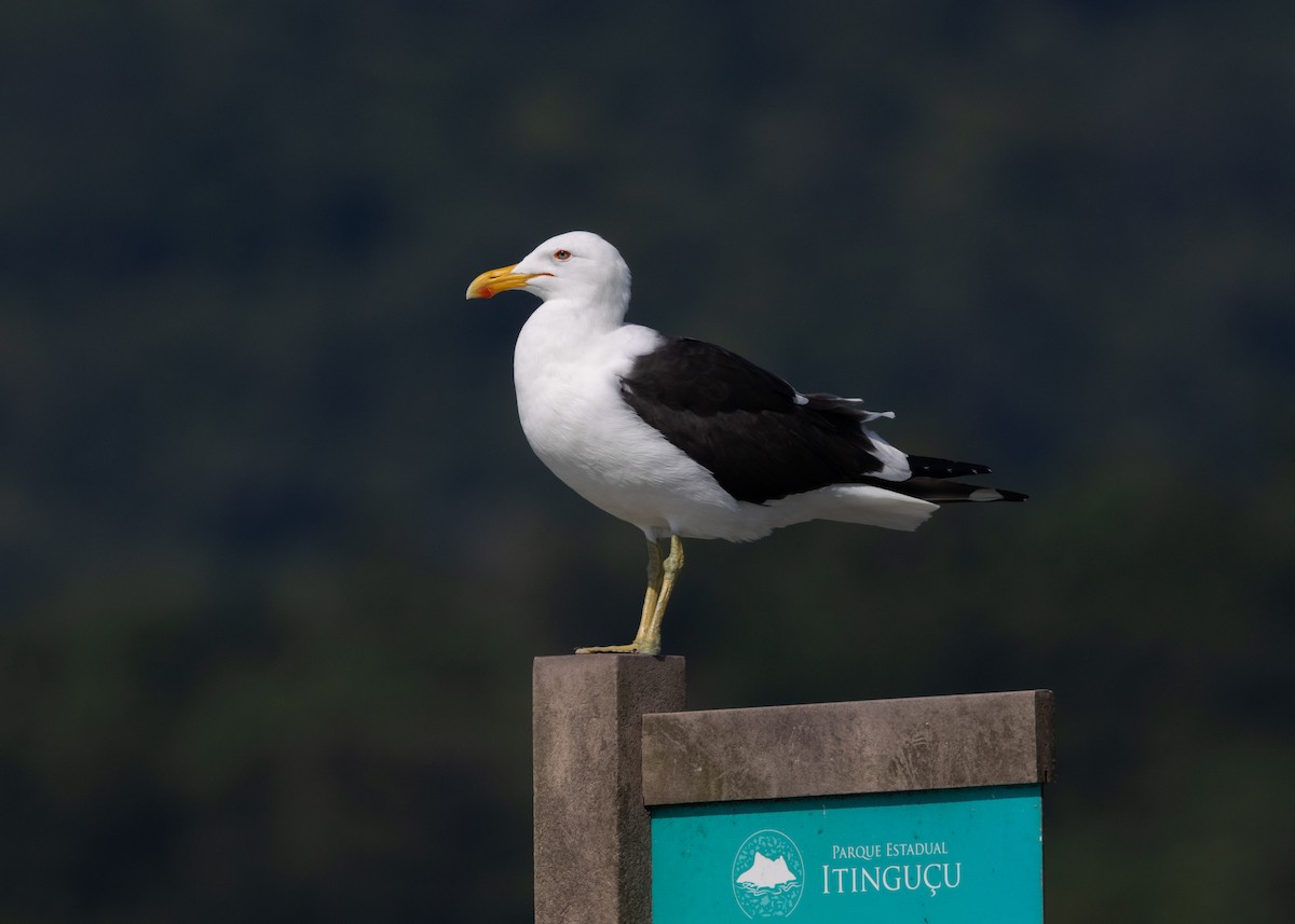 Gaviota Cocinera (dominicanus) - ML619969118