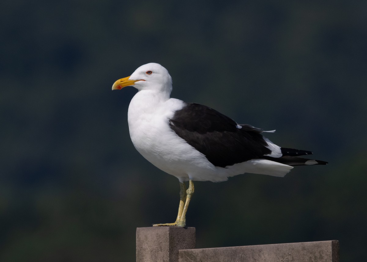 Kelp Gull (dominicanus) - ML619969119