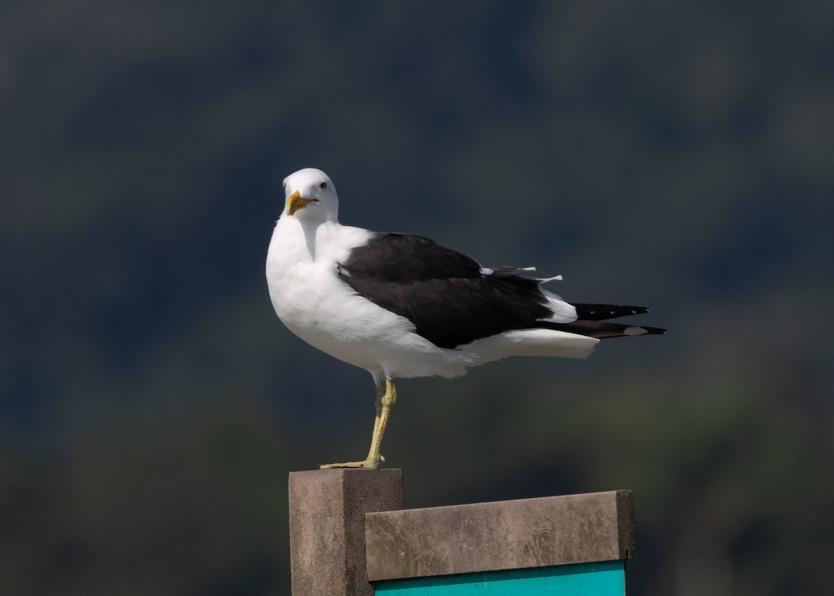 Kelp Gull (dominicanus) - ML619969121