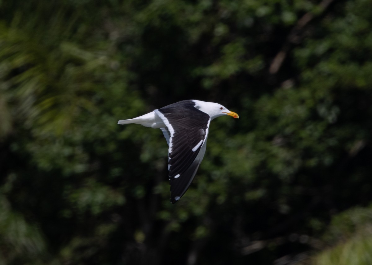 Kelp Gull (dominicanus) - ML619969122