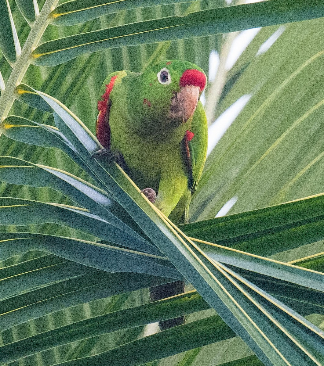 Red-lored Parrot - ML619969123