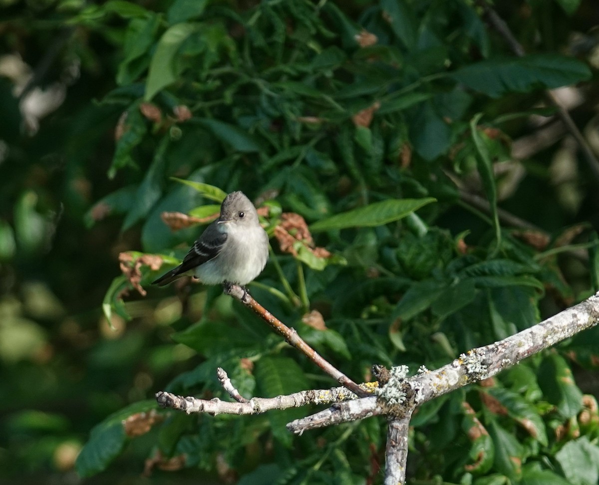 Western Wood-Pewee - ML619969133