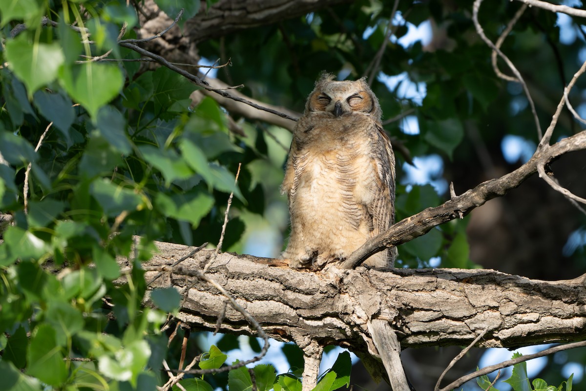 Great Horned Owl - ML619969134