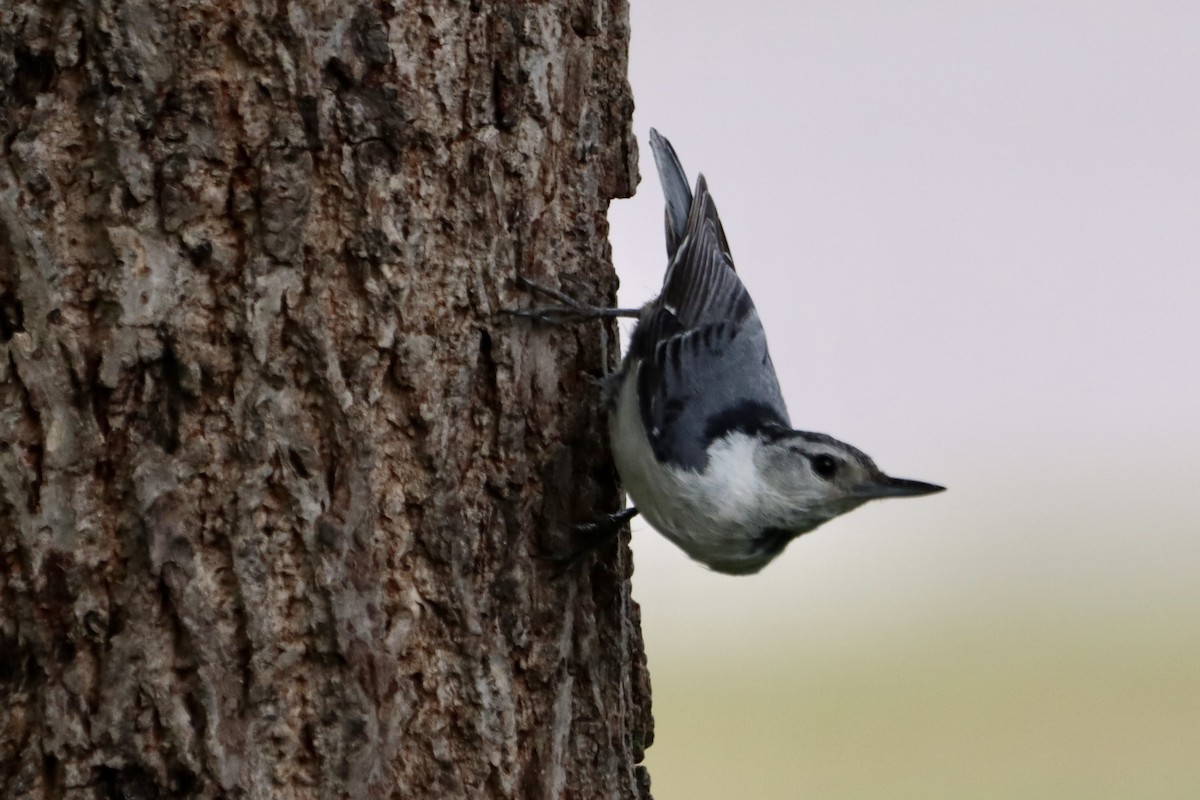 White-breasted Nuthatch - ML619969136