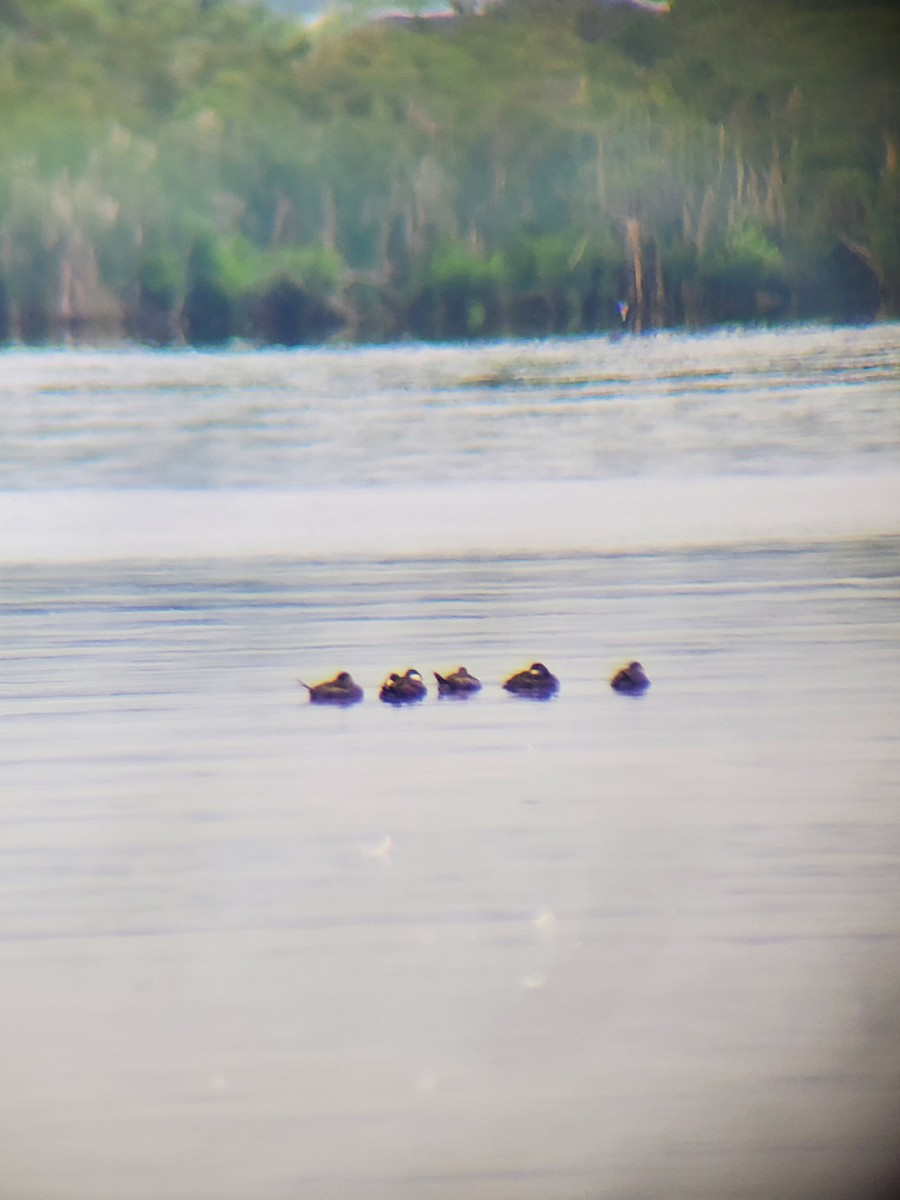 Ruddy Duck - ML619969139