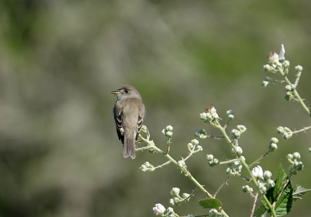 Willow Flycatcher - ML619969151