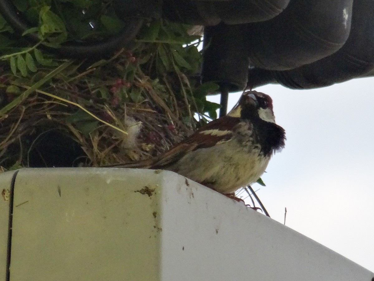 House Sparrow - ML619969156