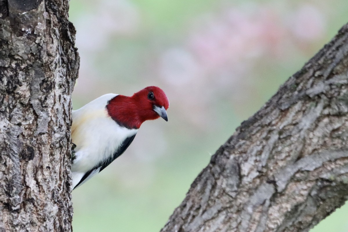 Red-headed Woodpecker - ML619969168