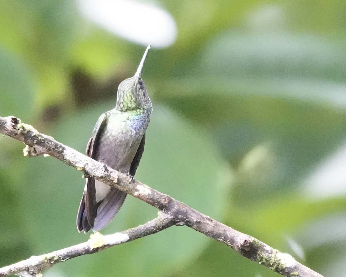 kolibřík západokolumbijský - ML619969174