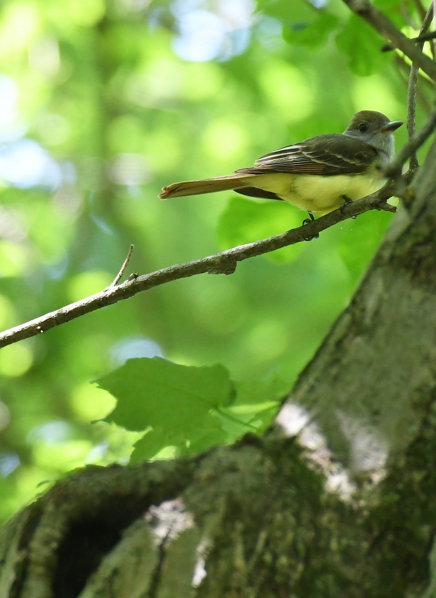 Great Crested Flycatcher - ML619969179