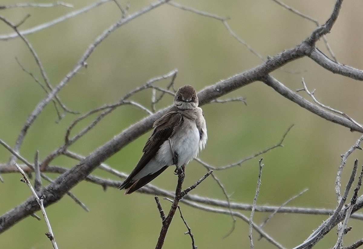 Northern Rough-winged Swallow - ML619969181
