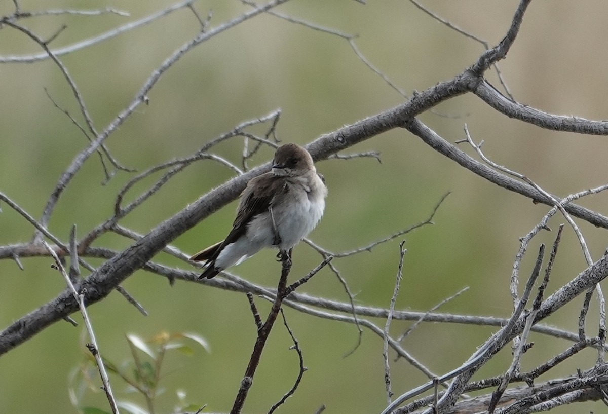 Northern Rough-winged Swallow - ML619969182