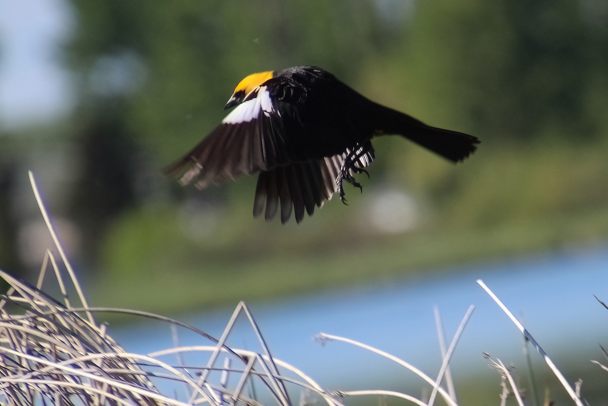 Yellow-headed Blackbird - ML619969185