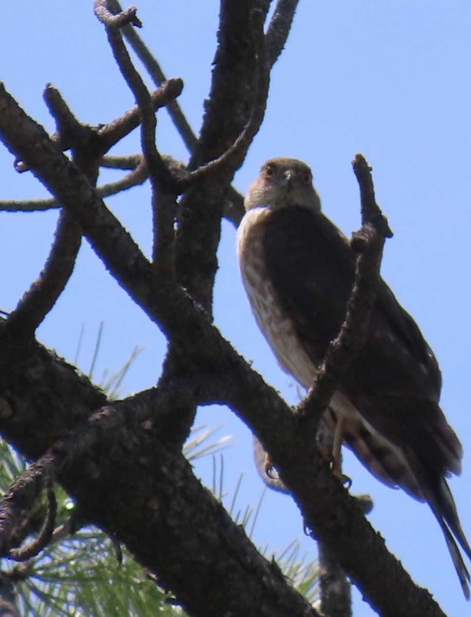 Sharp-shinned Hawk - ML619969214