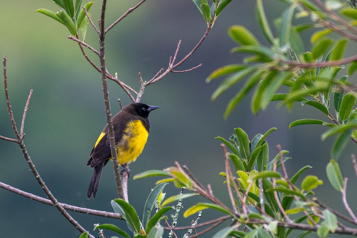 Yellow-rumped Marshbird - ML619969215
