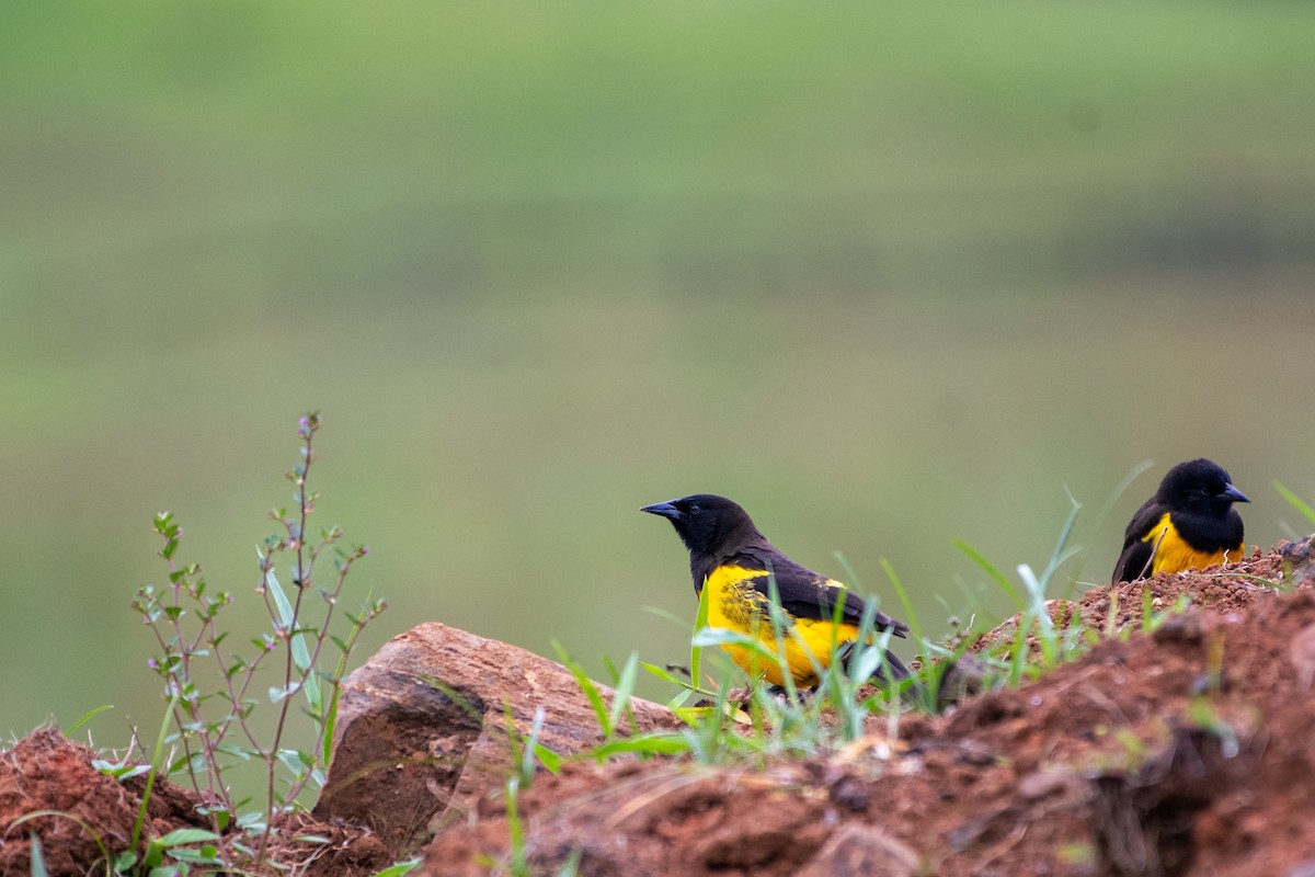 Yellow-rumped Marshbird - ML619969216