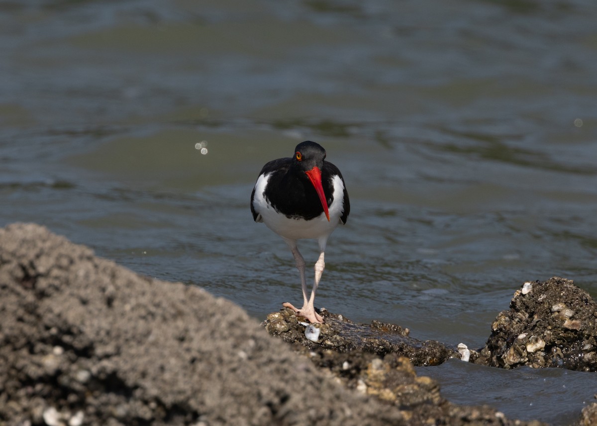 American Oystercatcher - ML619969221