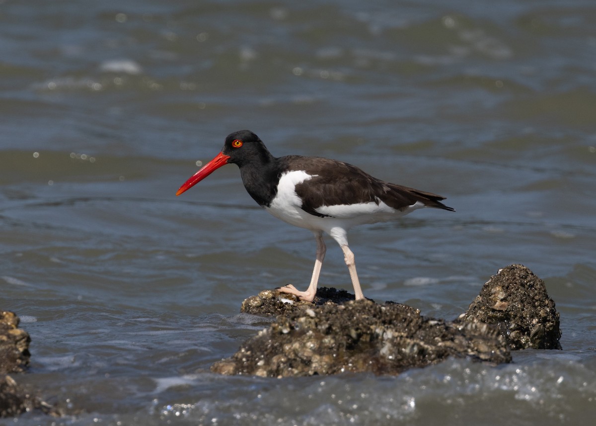 American Oystercatcher - ML619969222