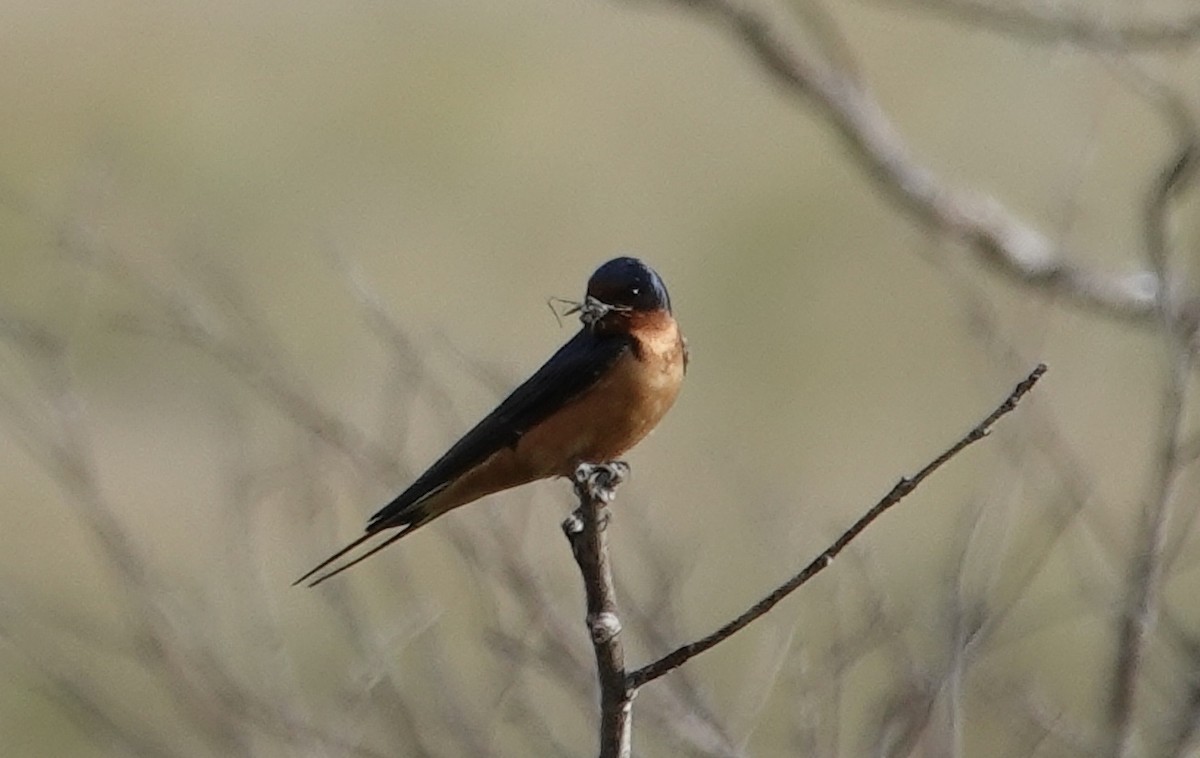 Barn Swallow - ML619969240