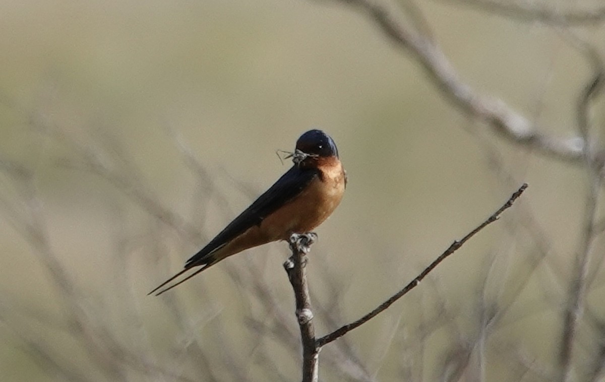 Golondrina Común - ML619969240