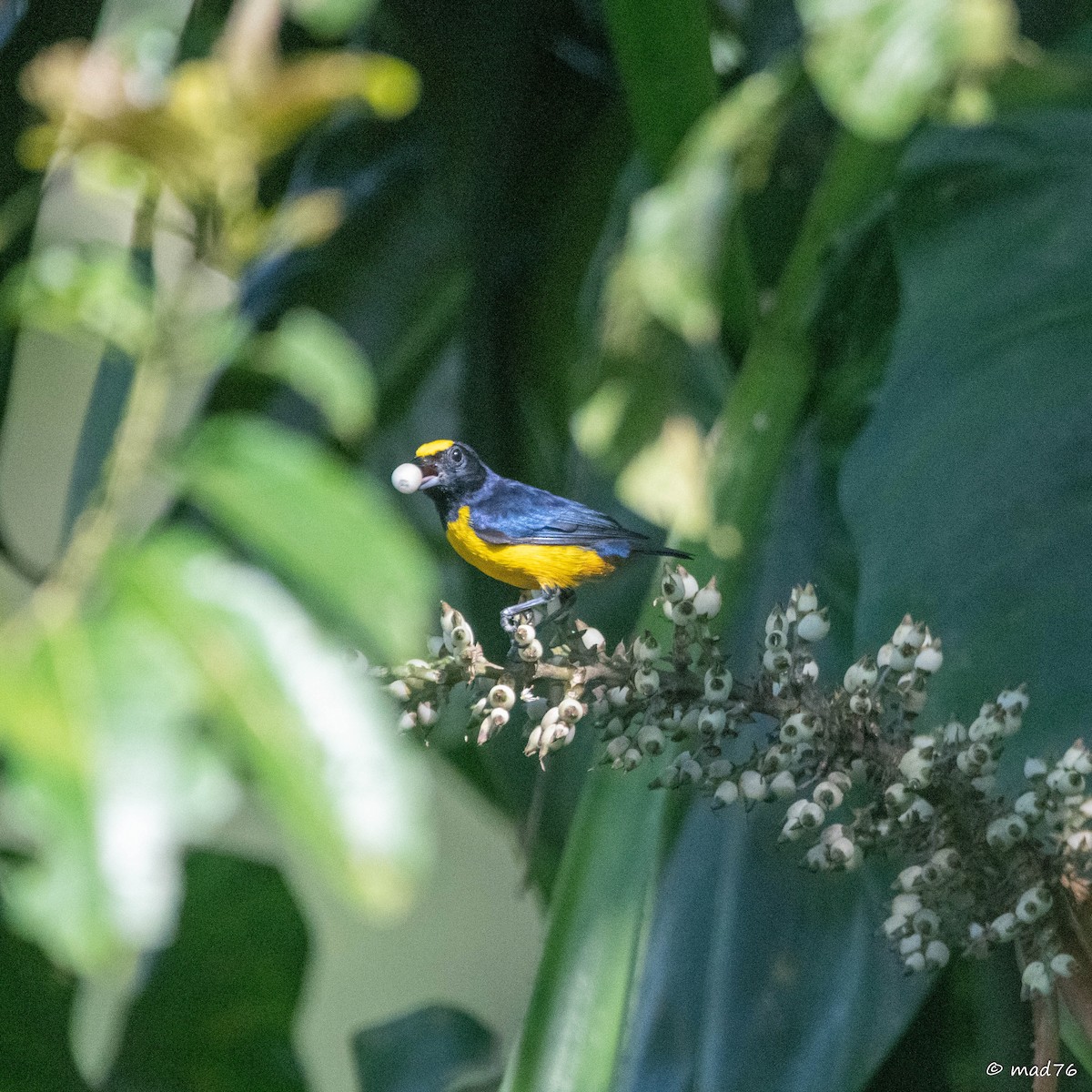 Fulvous-vented Euphonia - ML619969251