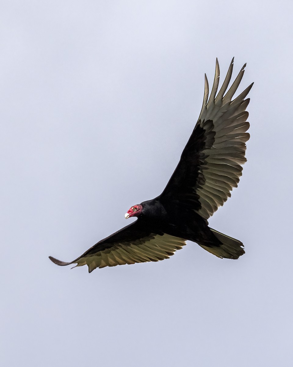 Turkey Vulture - ML619969262