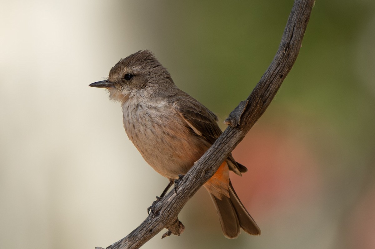 Vermilion Flycatcher (Northern) - ML619969274