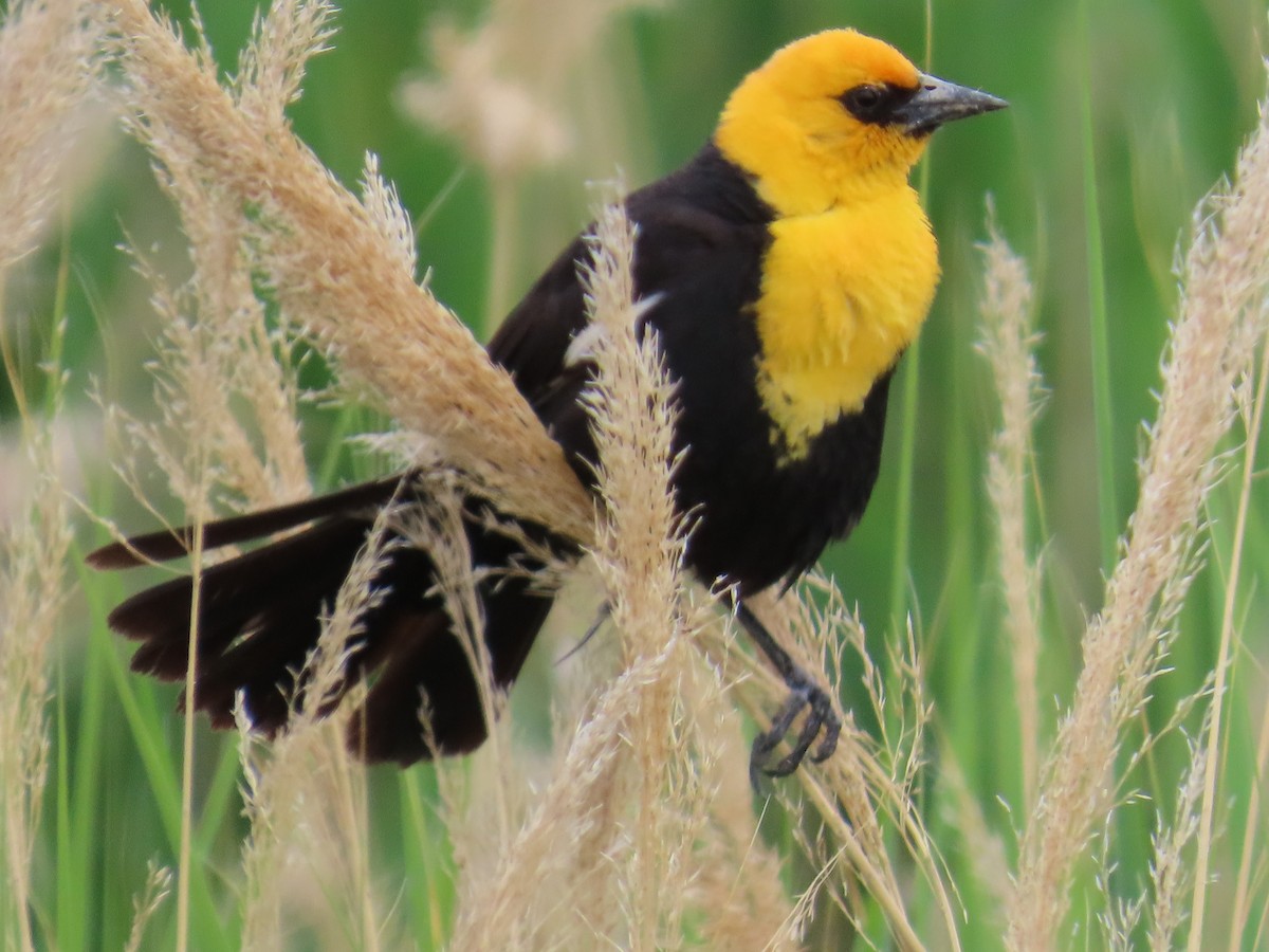 Yellow-headed Blackbird - ML619969278