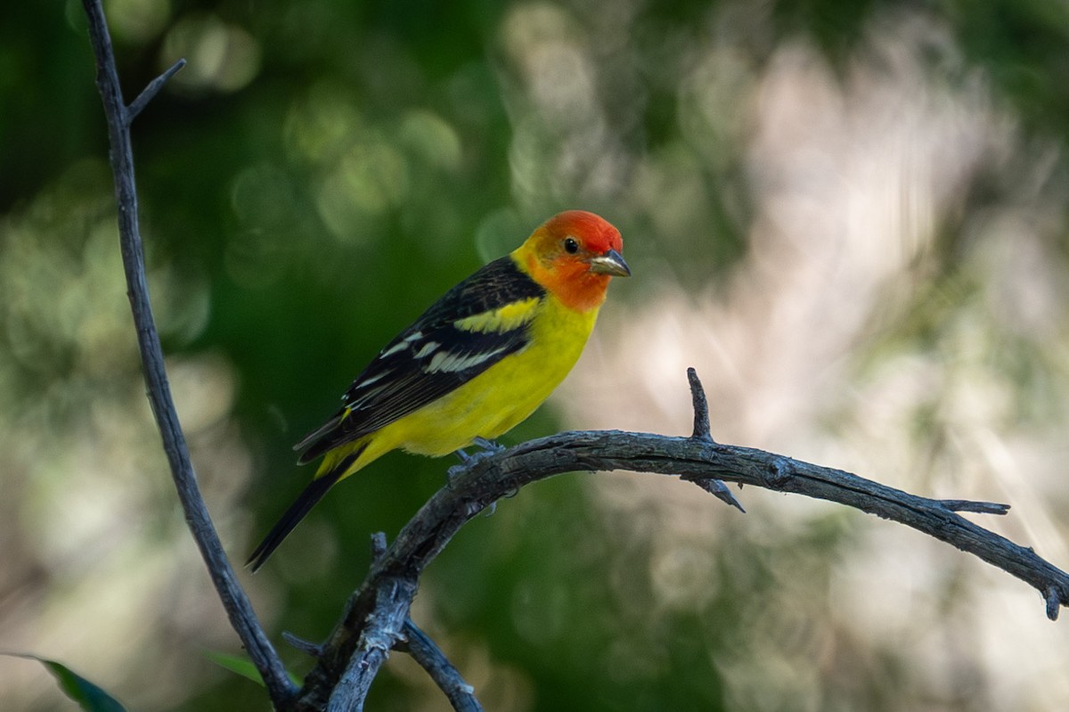 Western Tanager - ML619969282