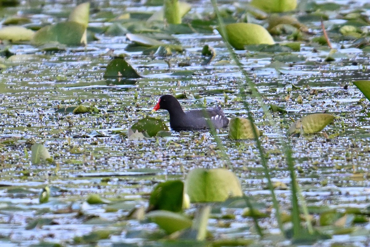 Common Gallinule - ML619969284