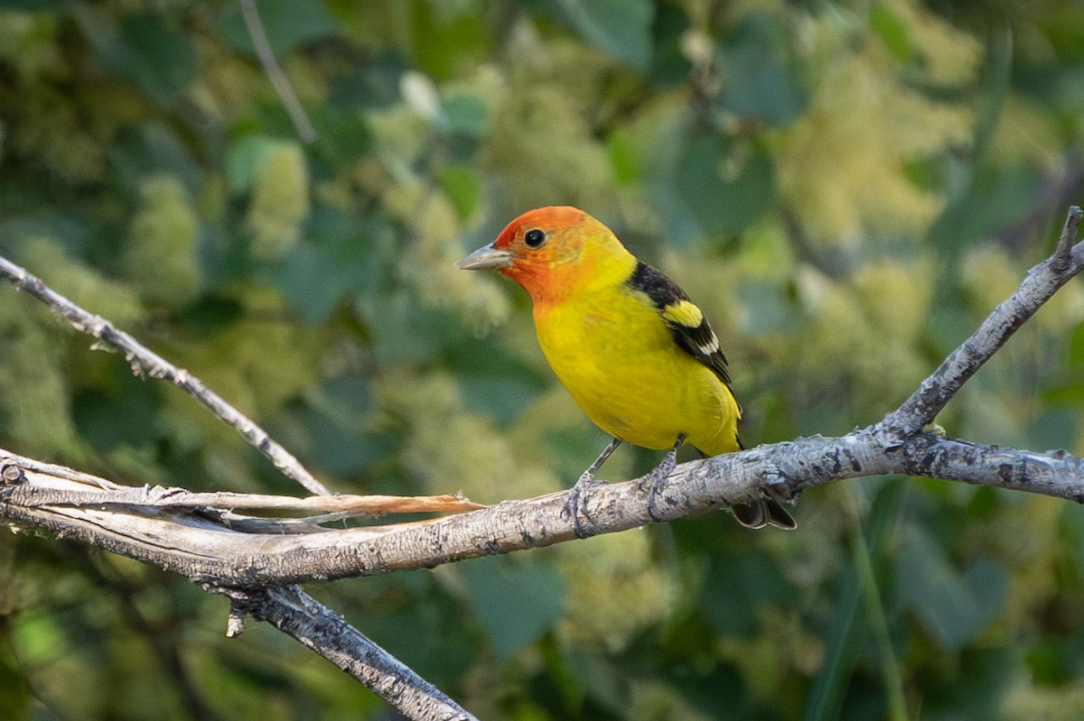 Western Tanager - ML619969285