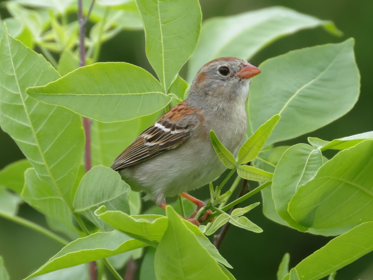 Field Sparrow - ML619969288