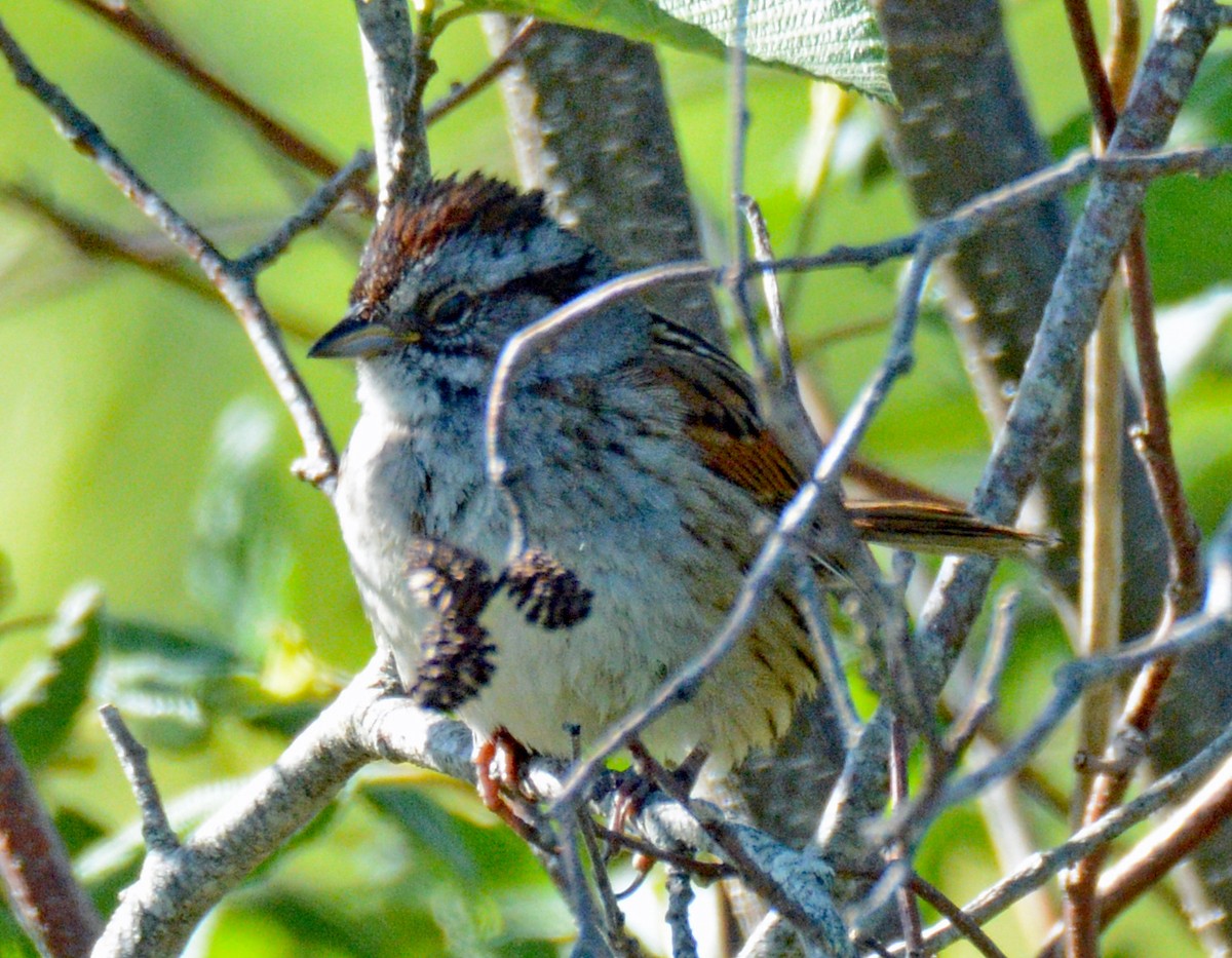 Swamp Sparrow - ML619969290