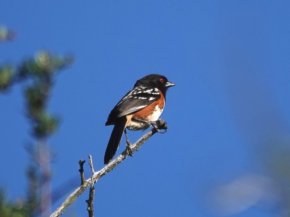 Spotted Towhee - ML619969304