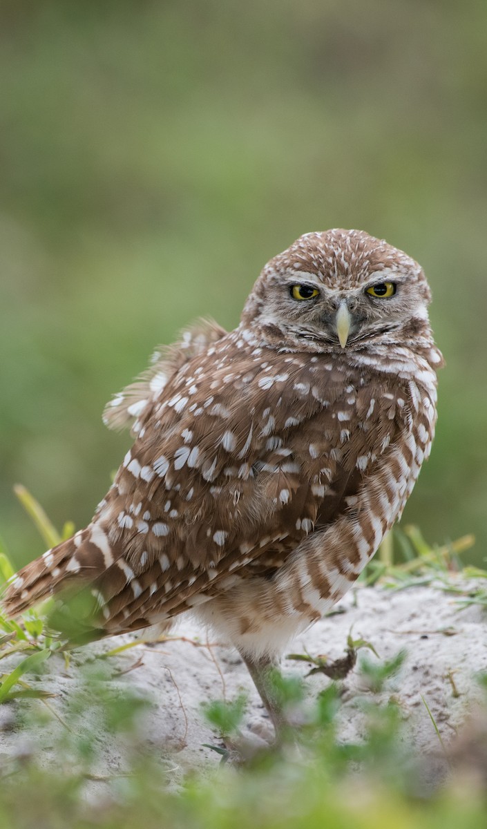 Burrowing Owl - ML619969316