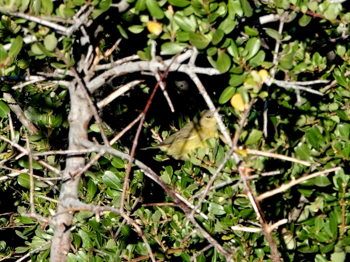 Orange-crowned Warbler - ML619969328