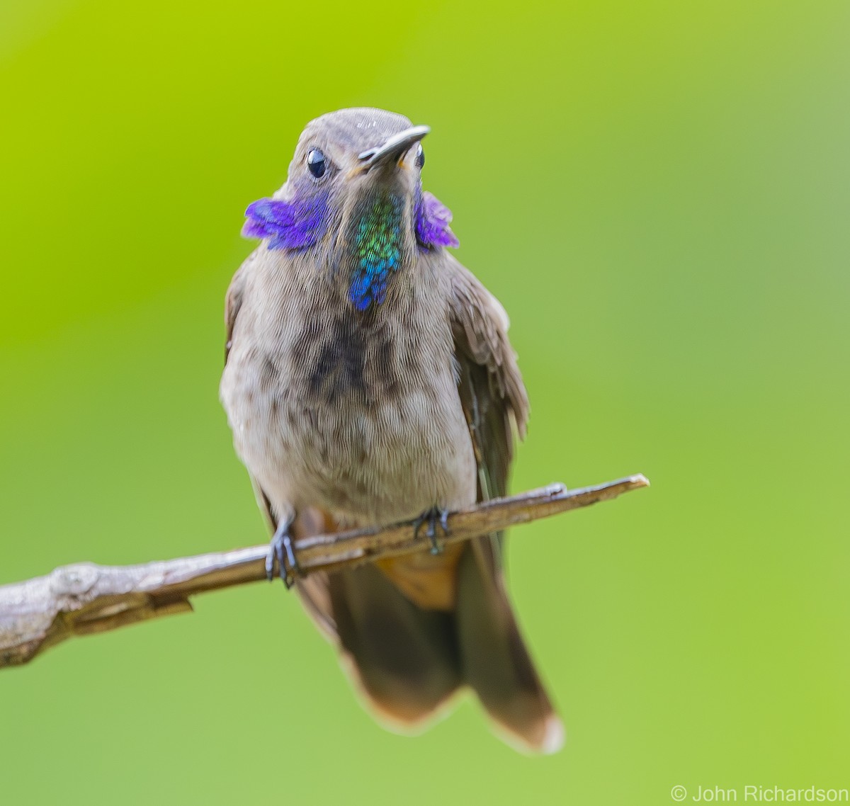kolibřík fialovouchý - ML619969329