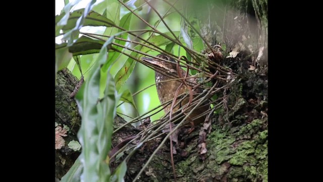 Tachira Antpitta - ML619969335