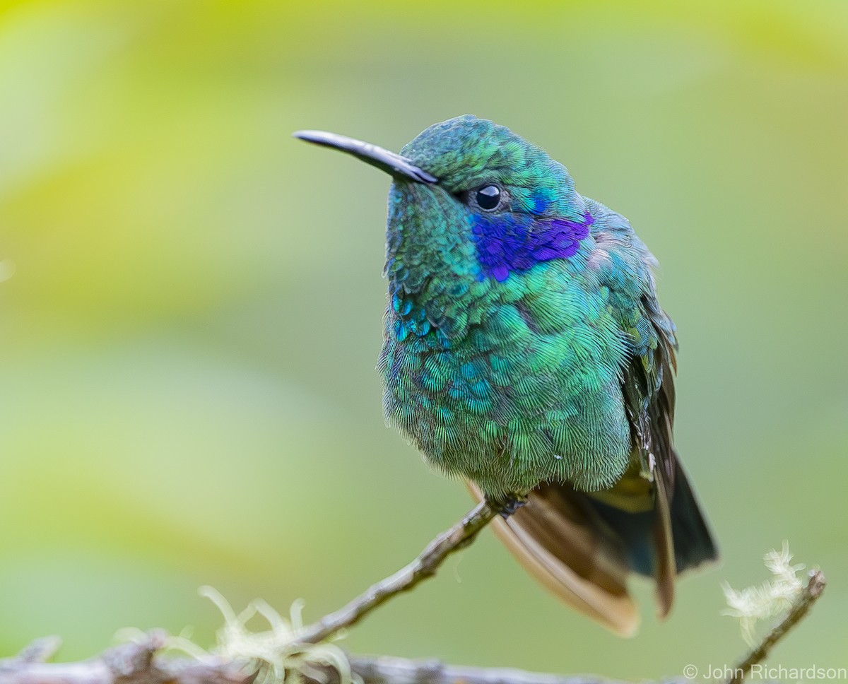 kolibřík modrouchý - ML619969336